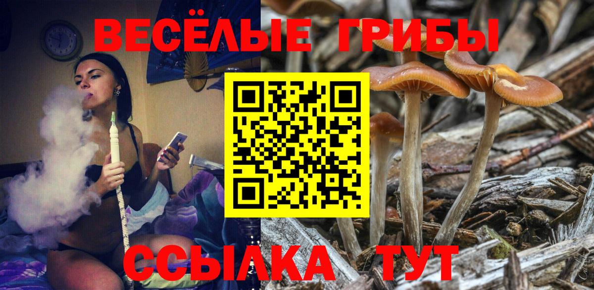 что такое наркотик  Вход с VPN  Родники  Галлюциногенные грибы Psilocybine cubensis 